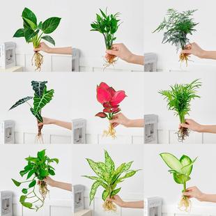 ˮ��ֲ�����ԾG�}�lؔ��d�ӻ��k���҃Ȼ���С�Gֲ�ļ����B������