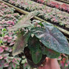 [Direct supply of the base] Observation plant green plant potted home flower potted flowers 100#color leaf taro