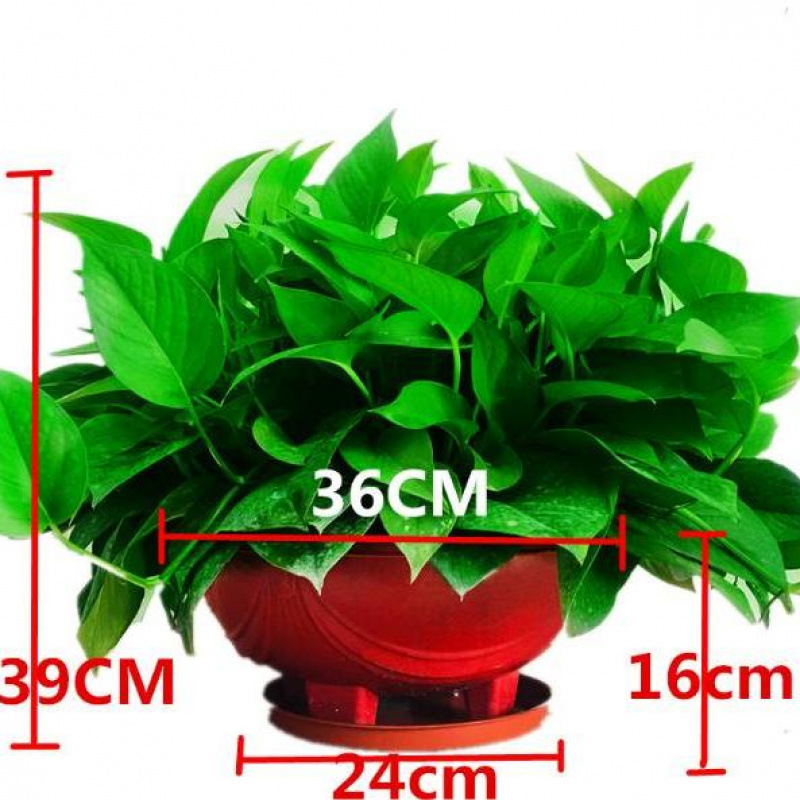 붉은 화분에 담긴 대형 포토스 120개 + 트레이 [핫스타일]