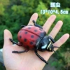Ladybug