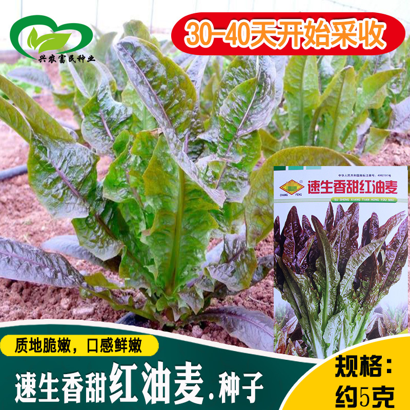 速生香甜红油麦种子 农田菜园可四季盆栽绿紫叶嫩脆清香油麦菜籽