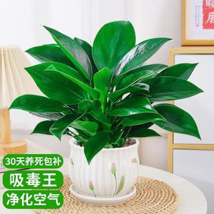 Green Princess Golden Diamond Potted Indoor Plant Green Radish Basket Hydroponic Green Plant Succulent Office Desktop Lazy Flower Easy to Grow
