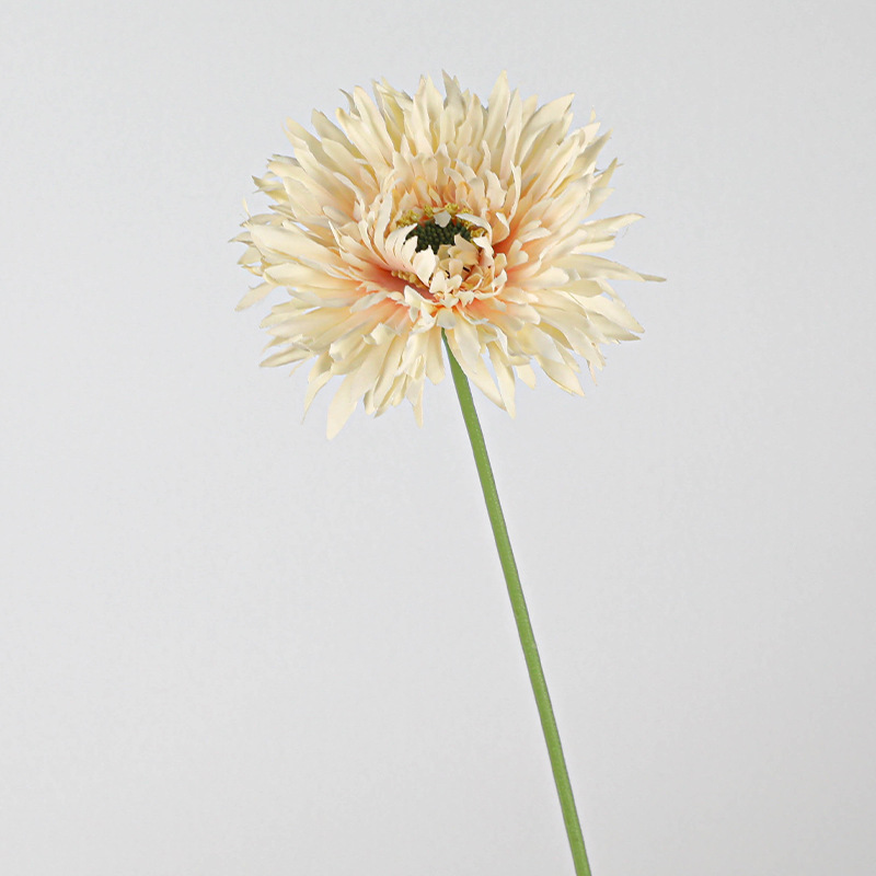 브러쉬드 거베라 [크림파우더]