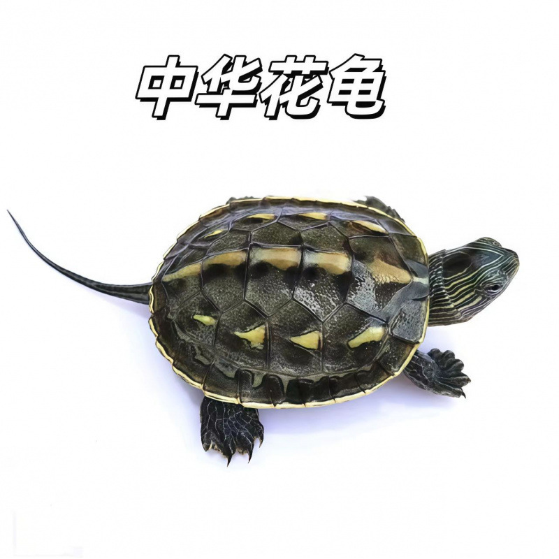 Wholesale of Brazilian Turtles, Flower Turtles, Yellow-Eared Turtles, Map Turtles from Outdoor Ponds, Direct Supply from the Source, Full Quality Assurance, Live Delivery to Your Home