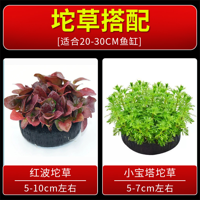 火山石水植物鱼缸净化水质懒人造景摆件全套底砂套餐性真|undefined