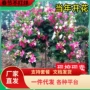 地栽庭院独杆耐寒风景树