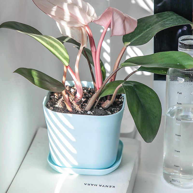 Maceta cuadrada de plástico reforzado para suculentas con bandeja