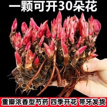 浓香重瓣芍药跟块阳台花卉大全耐寒花苗浓香型花根四季开花易活