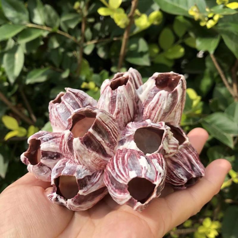 Purple Sea Lotus Cave Horse Dadi Sea Strange Rock natural vine pot…