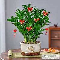 Денежное дерево в горшке, комнатное растение, барный стол, дисплей для гостиной, цветок, легко обслуживаемая офисная чаша с сокровищами, привлекает богатство и зеленые растения
