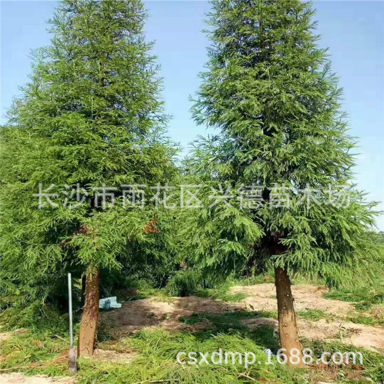 Оптовая продажа Metasequoia Hunan 3-5-8-10- 12-15cm Цены на саженцы Metasequoia и водный кипарис с полными характеристиками