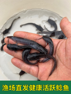 �������X�~�������~������T�~�����T�~����ʭ�~����w���S��