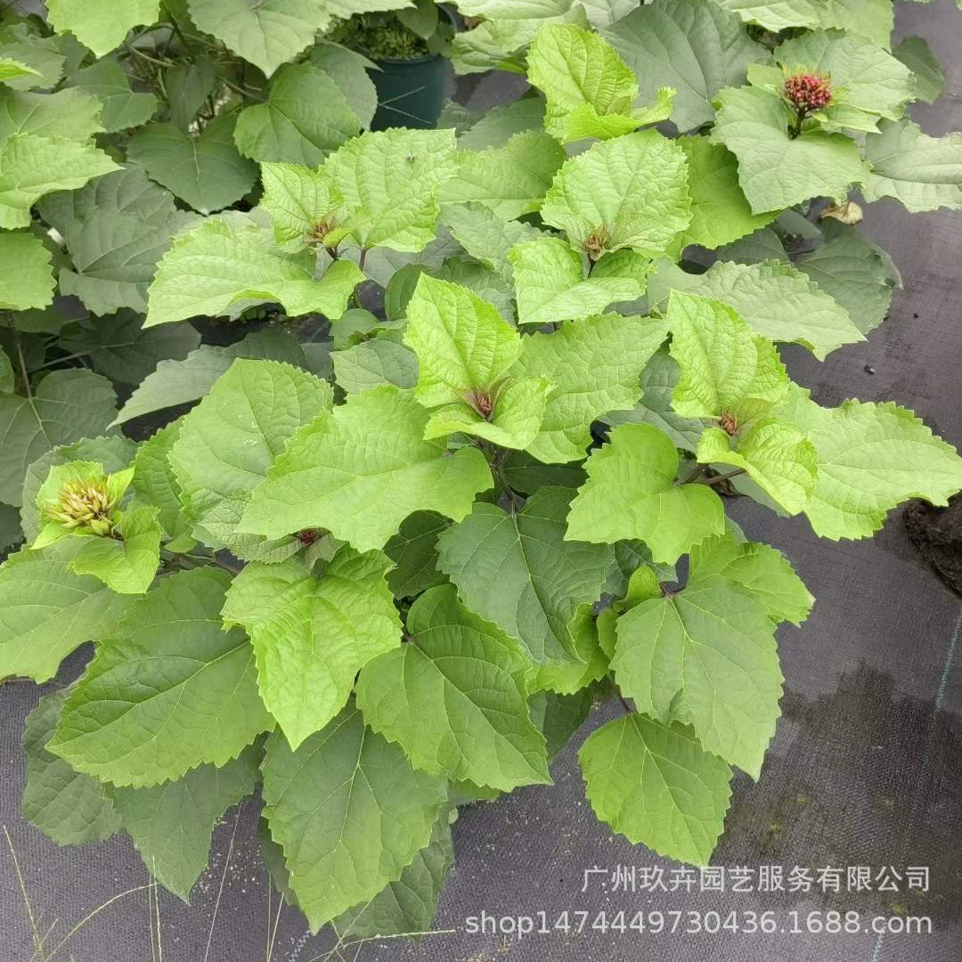 Пион Гортензия в горшках крытый и открытый балкон двор посадка цветы Ароматизированная чайная основа прямые продажи