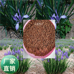 ���l�������޸��R�A�·N���Rɏ�R�m�ļ����N���ݷN�ӾG������