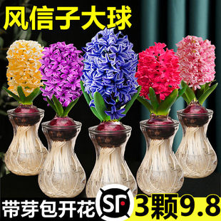 �L���ӷN�����Ԏ�ѿˮ��ֲ�ﻨ���҃ȾGֲ��ˮ�ɷN�������ײ��r��