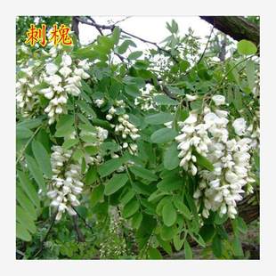 Slope Protection Shrub Seeds, Purple-Spike Locust, Redbud, Silver Acacia, Multi-Flowered Magnolia, Hu Zhizi Broad-Leaf Grass, Pig Shit Bean Grass Seeds