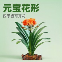 �����m����Ԫ���_��ֲ���҃��Լ����G���B�����^��ֲ���ļ��ߙn