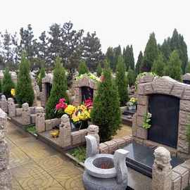 大型松树真树塔松墓地松苗扫墓松柏塔柏桧柏树蜀桧宝塔松柏树苗桩