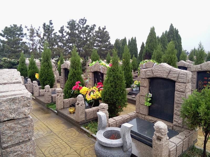 Large Pine Tree Real Tree Tower Pine Cemetery Pine Sapling Tomb-Sweeping Pine Cypress Tree Chinese Cypress Pagoda Pine Cypress Sapling Stump