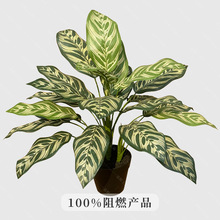 ��ȸ�������Gֲ�߼��Й����쾰�҃Ȍ�����ȼ��ֲ���ȸФ����