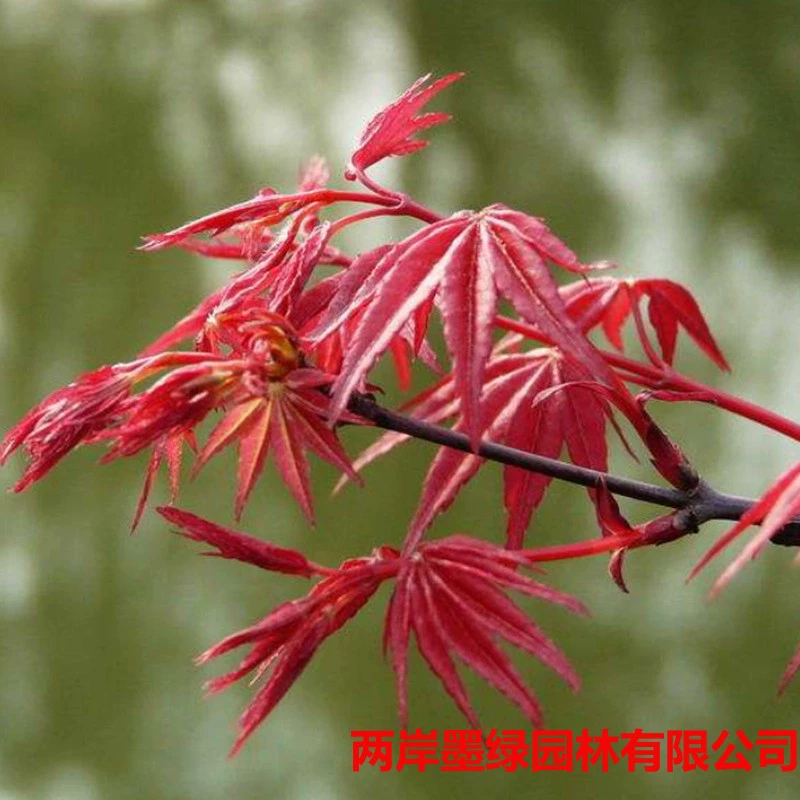 Японский Красный клен Рассада клена Красный танец Дзи в горшке Американский Китай Три сезона Красный бонсай Ландшафтное дерево Садовое растение