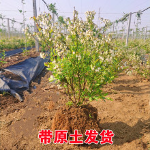 批发蓝莓树果苗盆栽特大南方北方种植奥尼尔蓝莓果苗蓝莓树苗带土