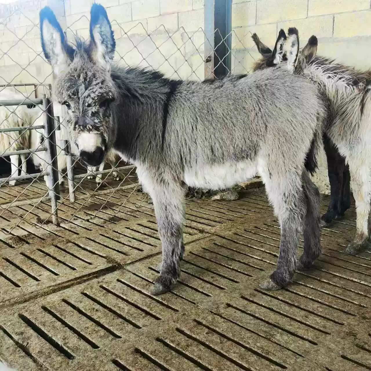 Домашние животные Живые маленькие ослы, выращиваемые в парке