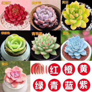 ���� ����ֲ�����l���ԽM�ϻ����҃� �t��ʯ ��¶���A����@ˇ
