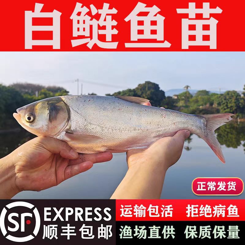 优质白鲢鱼苗跳鲢苗白鲢子花鲢水鲢鳙鱼四大家鱼淡水养殖活体鱼苗