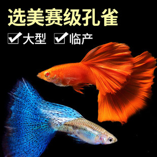 ����ˮ�ݿ�ȸ�~�Ꭷ�^�p�~С�͵�ˮ���B�~���^�p�~��ˮ�ͻ��Pβ�~
