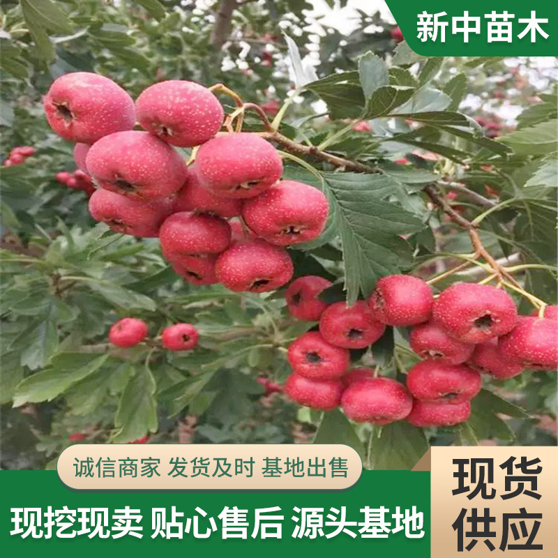 现货供应果黄甜山楂树苗 南方北方庭院种植特大果树山楂树苗