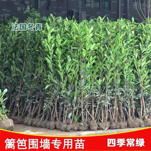 French Holly Seedlings, Holly Trees, Hokkaido Boxwood Seedlings, Japanese Coral Trees, Courtyard Fence Walls, Evergreen Saplings All Year Round