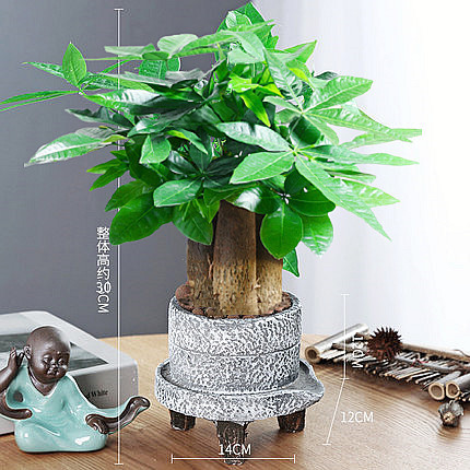 árboles ricos pequeñas plantas de maceta flores verdes plantas de oficina absorción de formaldehído árboles hidropónicos de bambú de lapis verde buena alimentación maceta