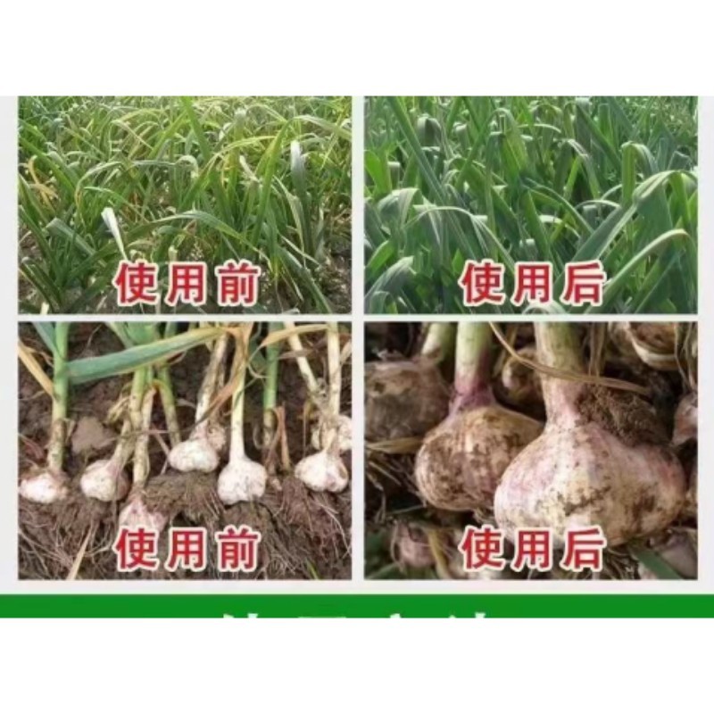 乐司令介绍