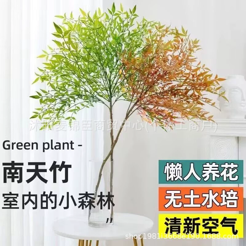 Гидропонное растение Нандина в горшке, настоящий саженец для гостиной, простое в уходе, пламя нандины с корнями, зеленое растение бонсай.