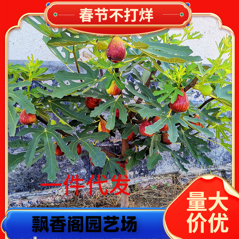 一件代发无花果树果苗带土矮化南北方种植当年结果盆地栽波姬红大
