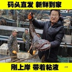 安康鱼新鲜整条翅膀鮟鱇鱼鲜活带肝带肚灯笼鱼蛤蟆鱼安康鱼批发