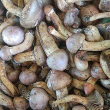 北方山珍特产红蘑野生蘑菇新活鲜松树伞松蘑菇肉蘑钉菌食用菌菇