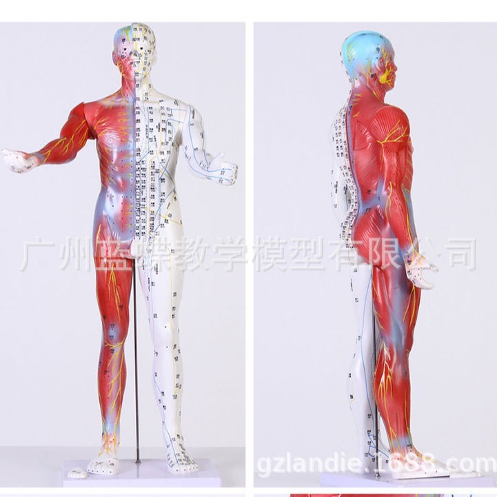 ���ֳ���85CM��Ƥ���뼡�����ģ���������Ѩλ����ģ����ҽ��ѧ