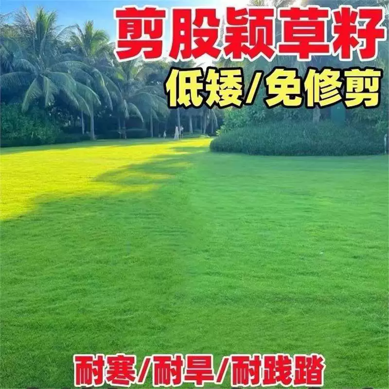 Импортированные высококачественные семена газонной травы, термостойкие и морозостойкие, для уличного двора, балкона, семена газонной травы круглый год.