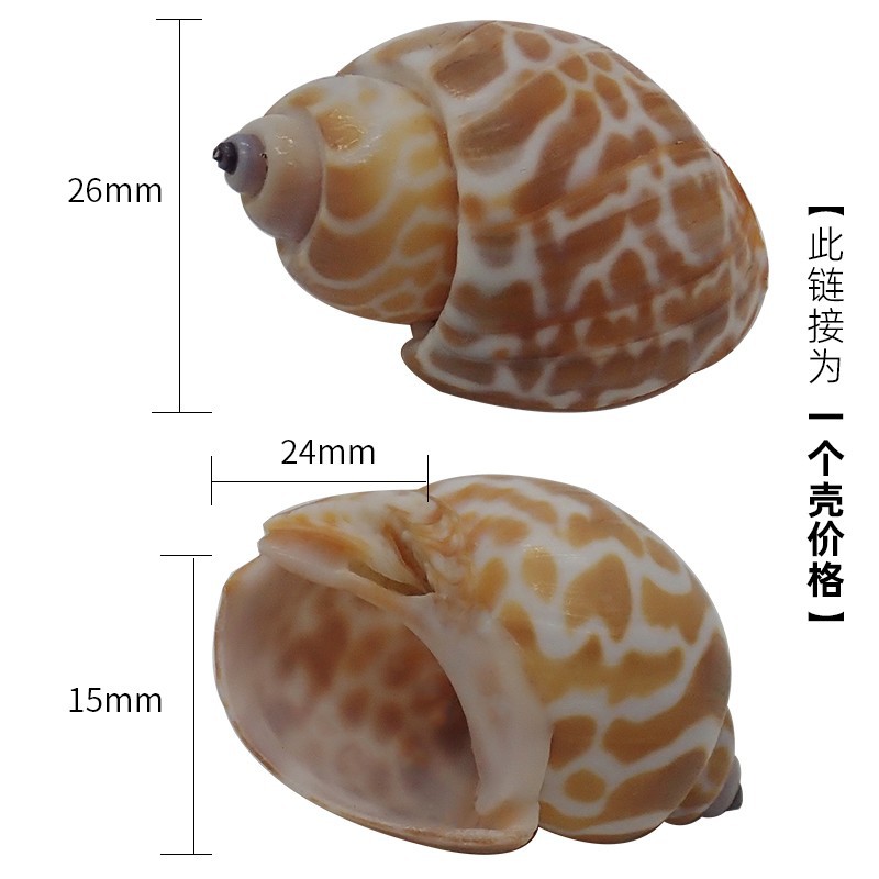 2-3cm 게에 적합한 X43 표범 무늬 꽃 달팽이