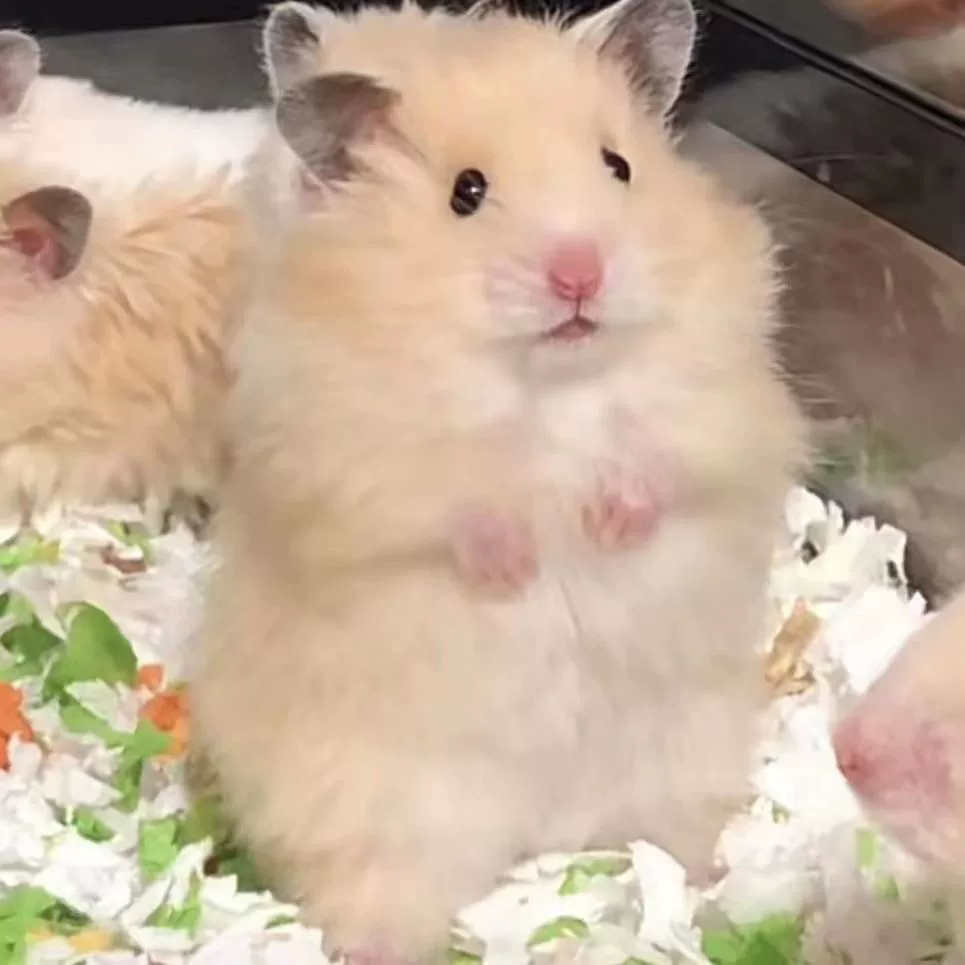 Хомяк с корицей, длинношерстный медведь, длинные вьющиеся волосы, бесплатная доставка, золотой хомяк, чистое серебро, золотой хомяк, сиреневый рис, другой мужской