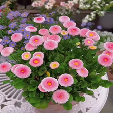 С�r�շN���ļ����N�_���ͺ����Ѱ׾��������̨ͥԺ���Ի��N����