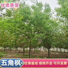 ��Ǘ�1-15���־G���L���� �Gɫϵ�@�־G�����̆�ľ�� ����ֱ�l