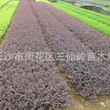 红继木小苗 湖南红花檵木球 红继木规格齐全 特色色块绿化苗木