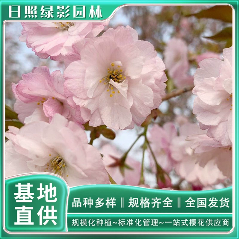 5 см восемь красных вишневых деревьев Большого острова какая цена выращивания вишни база предлагает восемь красных цветов вишни Большого острова