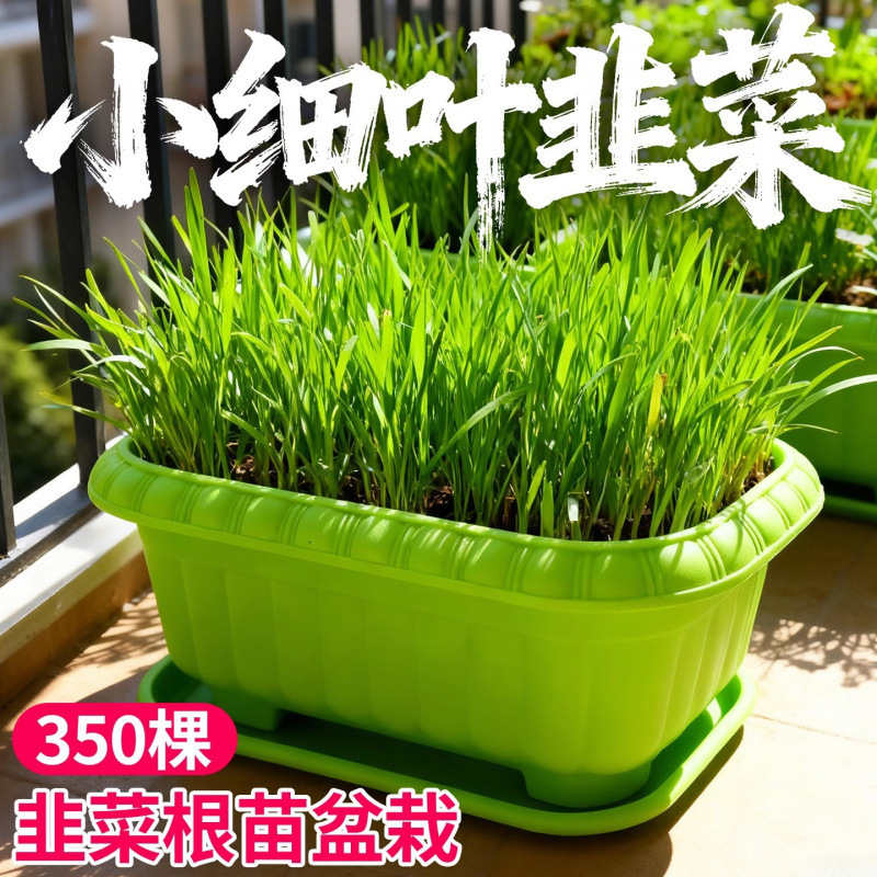 Freshly Dug and Shipped Leek Root Seedlings, Old Variety Small-Leaf Leek Roots, Purple-Red Root Leek, Balcony Leek Potted Plants Freshly Dug and Shipped Leek Root Seedlings, Old Variety Small-Leaf Leek Roots, Purple-Red Root Leek, Balcony Leek Potted Plants