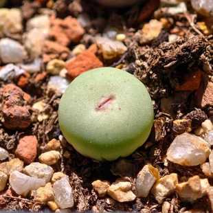✅ Little Red-Mouthed Succulent Plant Green Plant Indoor Flower Potted Plant Fun Refreshing Balcony Windowsill Autumn Winter Spring Good