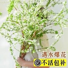 雪柳鲜枝带芽带花苞水培植物云南鲜切花干枝龙柳室内水养插花绿植