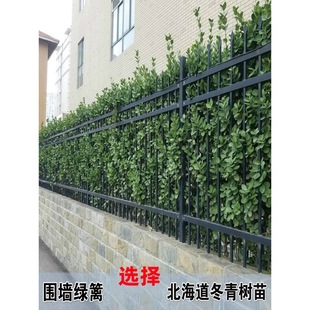 One Piece Drop Shipping Clump Hokkaido Large-Leaf Boxwood Sapling Holly Project Greening All Year Round Evergreen Non-Leaf Suitable